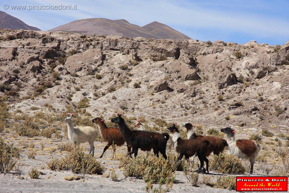 BOLIVIA 2 - On the road to Salar - 5.jpg